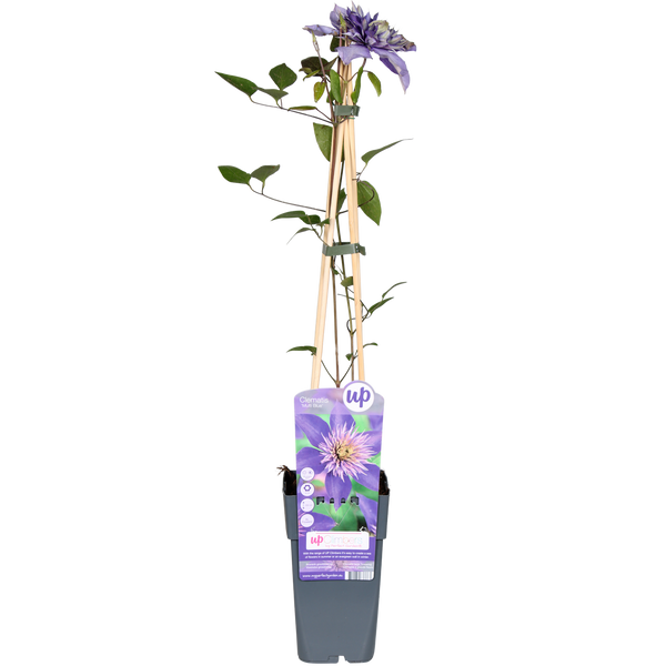 Waldrebe Multi Blue - Clematis Blauw - Ø15cm - ↕65cm