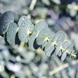Green boutiQ - Terrassenpflanze - Eukalyptusbaum - Eucalyptus gunnii - Grau - 2 Pflanzen - Winterhart - Topf 17cm Höhe 40cm