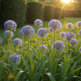 Green boutiQ - Blumenzwiebeln - Allium Caeruleum - Farbe Blau - 40 Stück - Zwiebelgröße 4/5 - XXL Pack