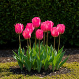 Green boutiQ - Blumenzwiebeln - Tulpe Triumph Pink - Farbe Rosa - 15 Stück - Zwiebelgröße 11/12 - XXL Pack