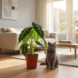 Green boutiQ - Zimmerpflanze - Elefantenohr - Alocasia Frydek - Grün - Pflegeleicht - 1 Pflanze - Topf 19cm - Höhe 60cm
