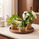 Baby Alocasia Tricolour Variegata avec cache-pots Linnea miel - lot de 3 mini plantes