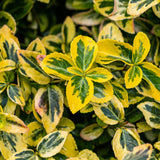 Green boutiQ - Gartenpflanze - Kriechspindel Emerald n Gold - Stammform - Terrassenpflanze - Immergrün - Wenig Pflege - Topf 19cm Höhe 90cm