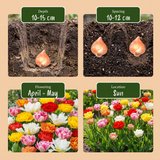 Tulipe double en mélange - calibre 11/13