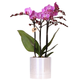 Kolibri Orchids | Violette Vienna-Orchidee + Disco Ziertopf – Topfgröße Ø9cm | blühende Zimmerpflanze – frisch vom Züchter