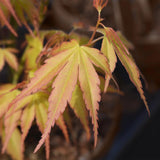 Green boutiQ - Terrassenpflanze - Japanischer Ahorn - Acer palmatum Katsura - Orange - 2 Pflanzen - Laubabwerfend - Topf 19cm Höhe 70cm