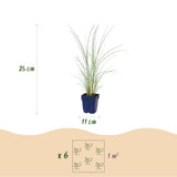 Eulalie Morning Light - Miscanthus sinensis - H 15-25 cm, pot Ø11 cm - photo 3