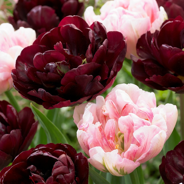 Tulipe Sweet Desire en mélange - calibre 11/12
