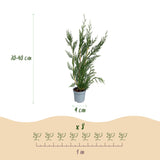 Kit haie Cyprès de Leyland 2011 - H 30-40 cm, pot Ø9 cm