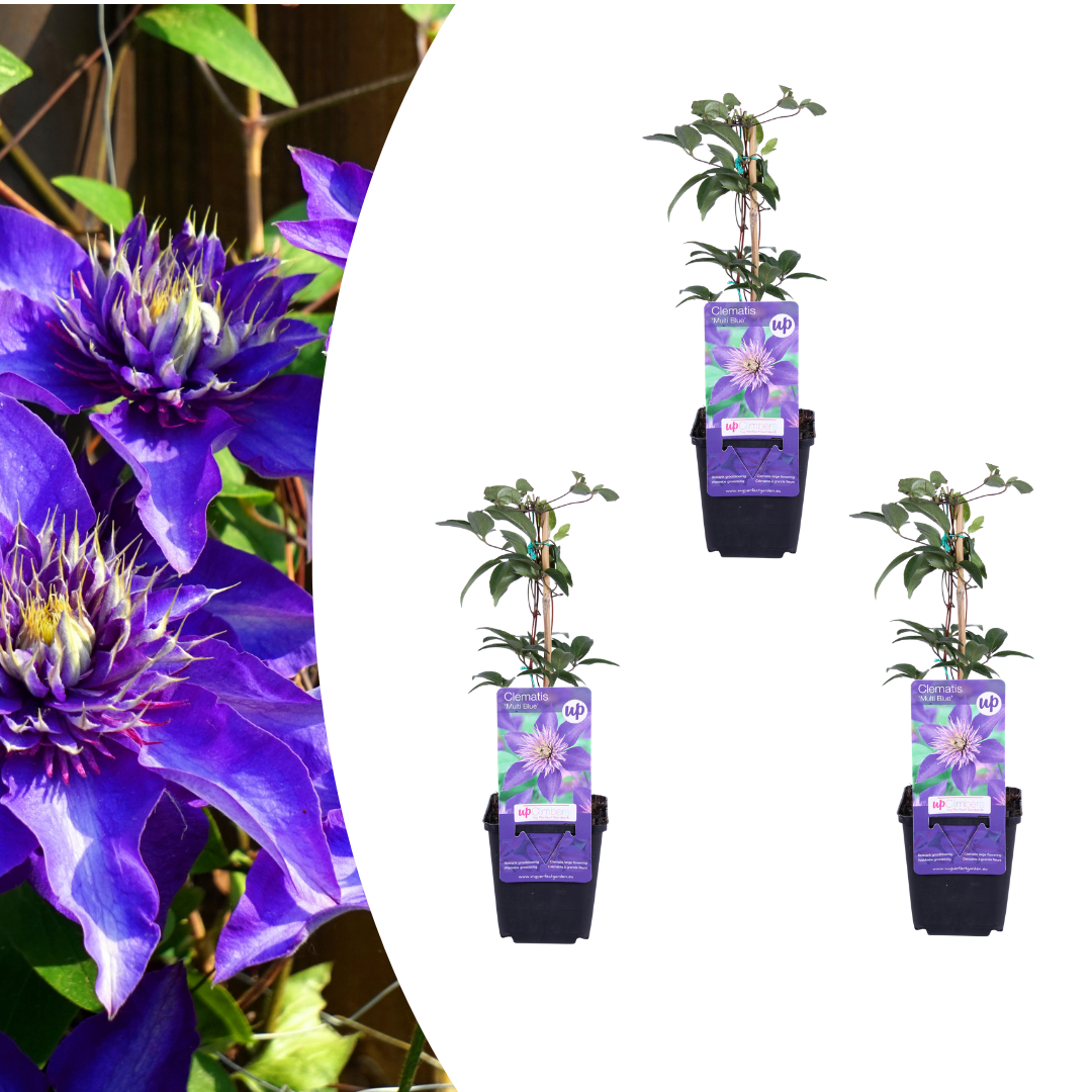 Clématite Multi Blue en godet - Clématite à fleurs doubles bleues - pot Ø9 cm