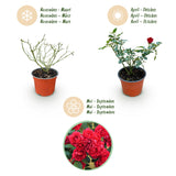 Green boutiQ - Gartenrose - Rosa Rote The Fairy - Rose - Winterhart - Rot - 1 Pflanze - Topf 12cm - Höhe 20-25cm