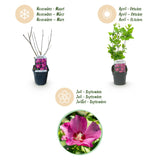 Green boutiQ - Gartenpflanze - Hibiscus syriacus Woodbridge - Gartenhibiskus - Winterhart - Rosa - 3 Pflanzen - Topf 17cm - Höhe 45cm