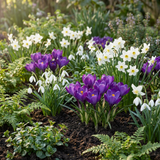 Mélange de bulbes pour jardin d'ombre - calibre 10/12
