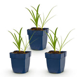 Agapanthe blanche Albus - H 15-25 cm, pot Ø11 cm - photo 2