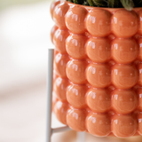 Kolibri Company | Pflanzset Poppy Orange Orchideen | Orange Orchidee Bolzano inkl. Keramik-Übertöpfen