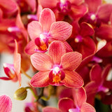 Orchidée Phalaenopsis rouge Blossom Congo - cache-pot Noma rouge et boîte cadeau - pot Ø9 cm