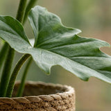 Green boutiQ - Zimmerpflanze - Philodendron - Philodendron Lacerum - Grün - Pflegeleicht - 1 Pflanze - mit Korb - Topf 19cm - Höhe 65cm