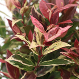 Leucothoé Colour Diamond - H 45 cm, pot Ø17 cm - photo 4