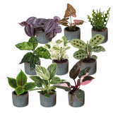 Baby plantes surprise avec cache-pots Linnea bleu brume - lot de 3, 6 ou 9 mini plantes tropicales - pot Ø6 cm - photo 2