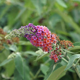 Green boutiQ - Sommerflieder - Buddleja davidii Flower Power - Blüte Orange Violett - 1 Pflanze - Laubabwerfend - Schmetterlingsanziehend - Topf 17cm Höhe 30cm