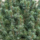 Épicéa bleu nain Sander's Blue - Picea glauca - H 60 cm, pot Ø23 cm - photo 4