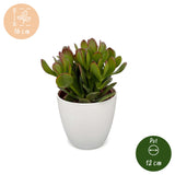 Crassula ovata avec cache-pot blanc - Arbre de jade