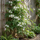 Jasmin officinal - Jasminum officinale - H 35 cm, pot Ø9 cm - photo 4