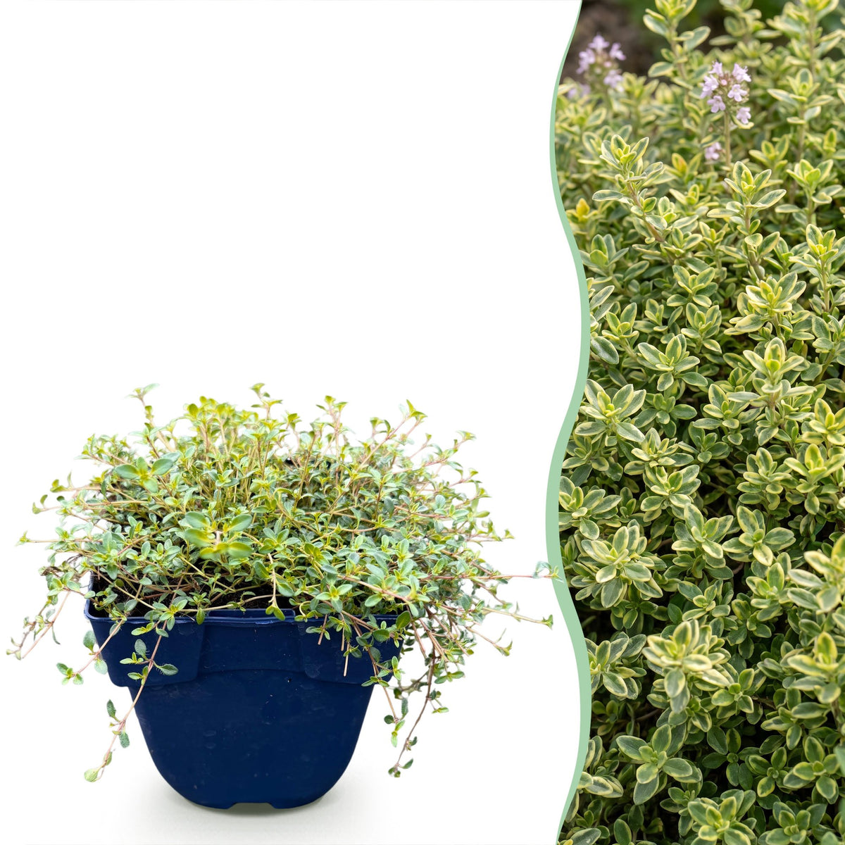 Thym citron Sambesi - H 15-25 cm, pot Ø11 cm