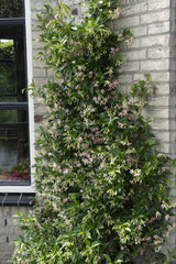 Trachelospermum 'Star of Ibiza' - Rosa Jasmin - Ø15cm - ↕65cm