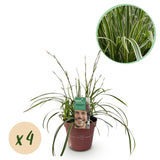 Green boutiQ - Ziergräser - Carex morrowii Ice Dance - Weiß & Grün - 4 Pflanzen - Immergrün - Wenig Pflege - Topf 17cm Höhe 50cm