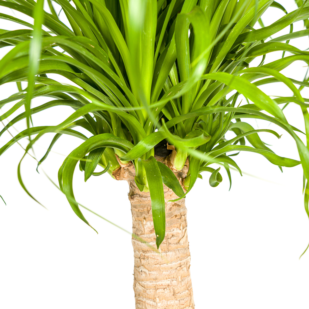Beaucarnea Recurvata Stamm mit Korb Ø21cm - ↕60 - 80cm
