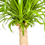 Beaucarnea Recurvata Stamm mit Korb Ø21cm - ↕60 - 80cm