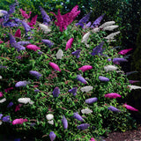 Green boutiQ - Sommerflieder - Buddleja davidii Tricolour - Blüten Rosa, Weiß und Violett - 1 Pflanze - Laubabwerfend - Schmetterlingsanziehend - Topf 17cm Höhe 30cm