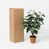 Künstlicher Polyscias fabian H55cm