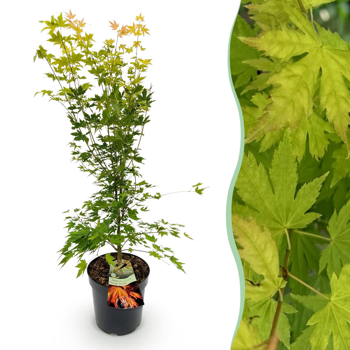 Érable du Japon Orange Dream - H 90 cm, pot Ø26 cm