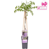 Wisteria floribunda 'Naga Noda' - Blauregen - Ø15cm - ↕65cm
