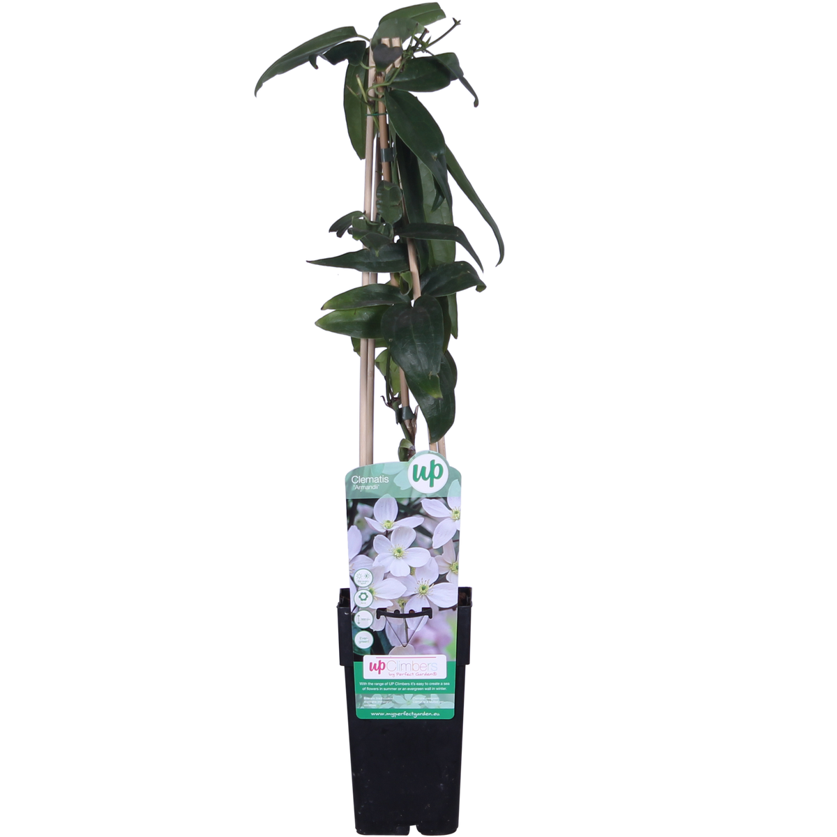 Clematis armandii – Immergrüne Clematis Weiß – Ø15cm – ↕65cm