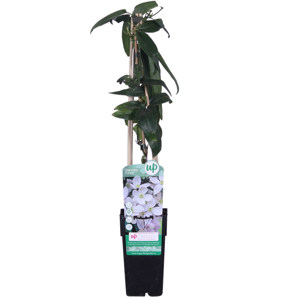 Clematis armandii – Immergrüne Clematis Weiß – Ø15cm – ↕65cm