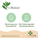 Green boutiQ – Buchsbaumkugel – BetterBuxus Skylight – Resistent gegen Buchsbaumkrankheiten – 2 Pflanzen – Topf 23cm Kugel 25cm