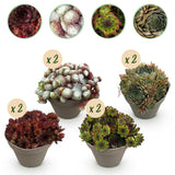 Green boutiQ - Bodendecker - Winterhart -Sempervivum Big Sam - 8 Pflanzen - Verschiedene Farben - Wenig Pflege - Topf 14 Höhe 17