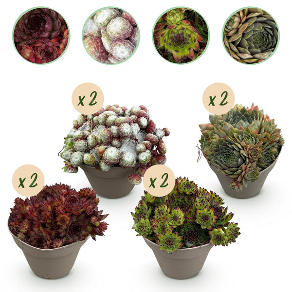 Green boutiQ - Bodendecker - Winterhart -Sempervivum Big Sam - 8 Pflanzen - Verschiedene Farben - Wenig Pflege - Topf 14 Höhe 17