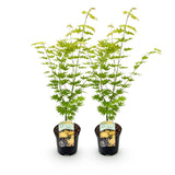 Green boutiQ - Terrassenpflanze - Japanischer Ahorn - Acer palmatum Jordan - Gelb - 2 Pflanzen - Laubabwerfend - Topf 19cm Höhe 70cm