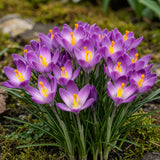 Green boutiQ - Blumenzwiebeln - Krokus Ruby Giant - Farbe Lila - 50 Stück - Zwiebelgröße 5/6 - XXL Pack