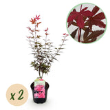 Green boutiQ - Terrassenpflanze - Japanischer Ahorn - Acer palmatum Skeeters Broom - Violett - 2 Pflanzen - Laubabwerfend - Topf 19cm Höhe 70cm