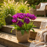Green boutiQ - Blumenzwiebeln - Tulpe Double Lilac - Farbe Lila - 12 Stück - Zwiebelgröße 11/12 - XXL Pack