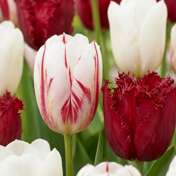 Tulipe triomphe Dutch Design