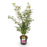 Érable du Japon Jerre Schwartz - H 90 cm, pot Ø26 cm