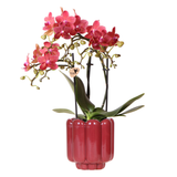 Kolibri Orchids | Rote Kongo-Orchidee + Retro-Topf in Rot – Topfgröße Ø9cm | blühende Zimmerpflanze – frisch vom Züchter
