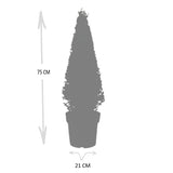 1x Ilex Pyramide 55 cm hoch | Ø 21 cm