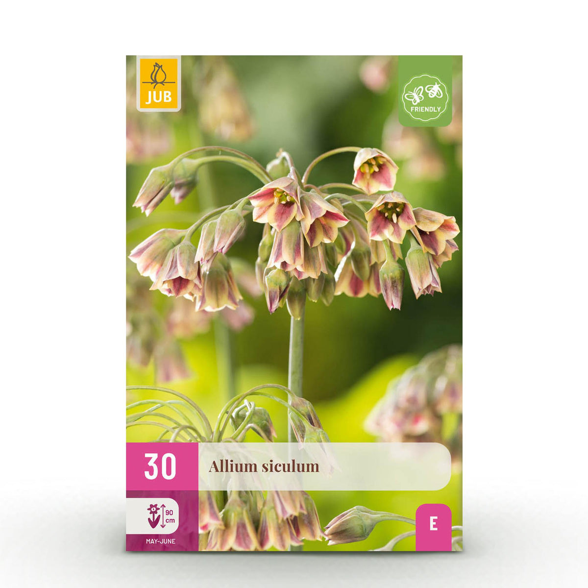 Green boutiQ - Blumenzwiebeln - Allium Siculum - Farbe Rosa - 30 Stück - Zwiebelgröße 8/10 - XXL Pack